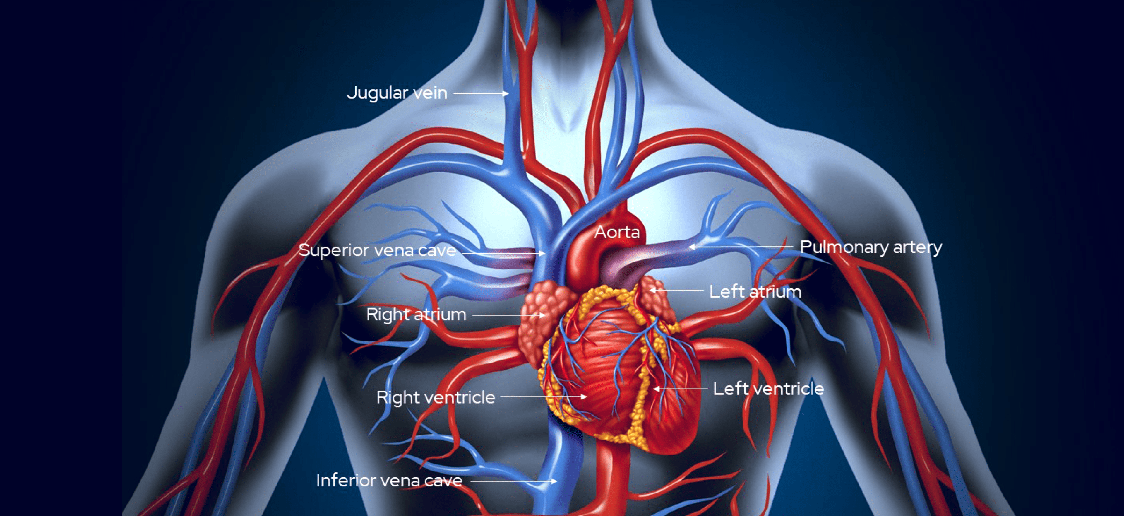 jugular vein heart